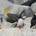 puffin_atlantic_msi_h_0204_can0235.jpg